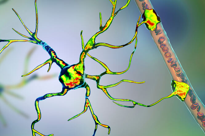 Astrociti imaju ključnu ulogu u epileptičnoj neuronskoj hiperaktivnosti