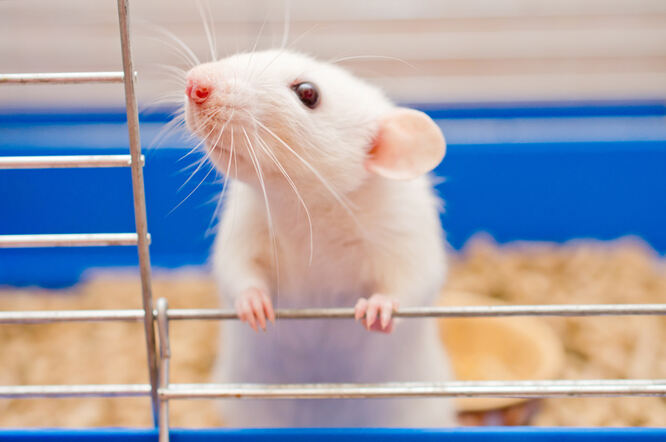 Blokiranje proteina IL-11 produljuje životni vijek i zdravlje kod miševa za 25 posto